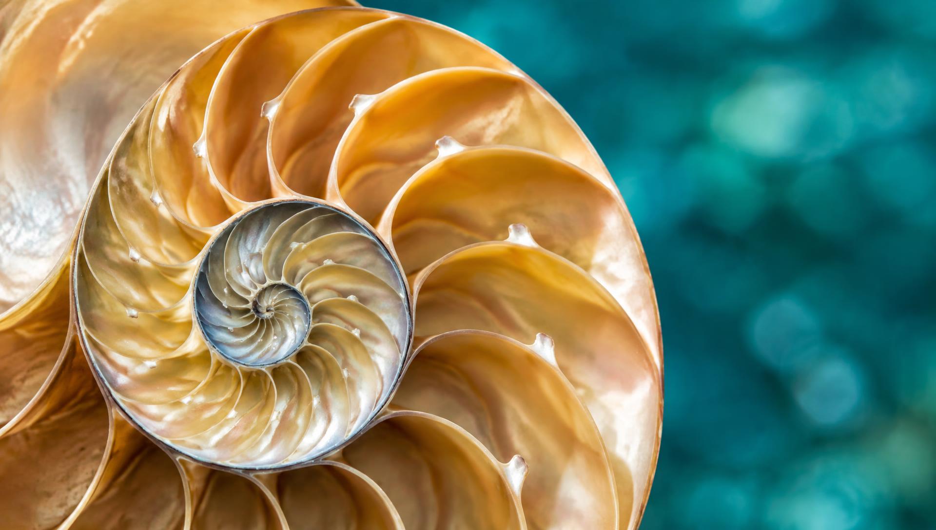 A golden nautilus shell in close-up